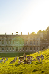 Deer In Front of Old Country House