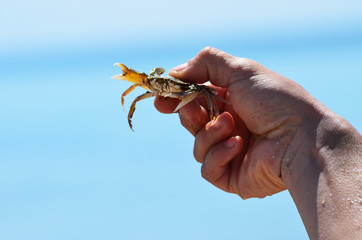 Close-up sea crab in arms on sea background,photo