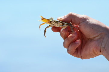 Close-up sea crab in arms on sea background,photo