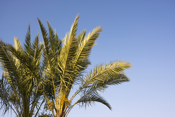 Obraz na płótnie Canvas Palm trees at sky background on the sun