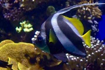 Poisson des tropiques