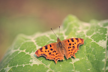 Orange butterfly resting on the pumpkin leaf