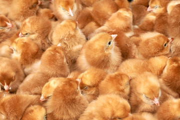 group of purebred small chicks