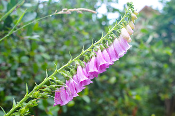 Nice purple digitalis on a green background