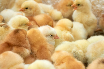 group of purebred small chicks