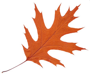 Fototapeta premium Wilted autumn leaf American oak