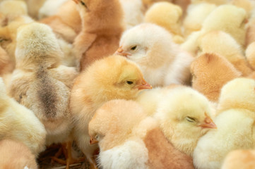 group of purebred small chicks