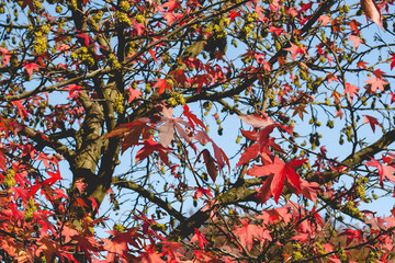 Liquidambar or american sweetgum tree with autumnal red foliage and spinny seed pod balls