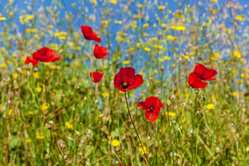 Naklejka premium red poppies against the sky