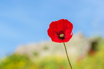 red poppies against the sky