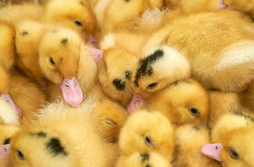 many small yellow ducklings in a cage