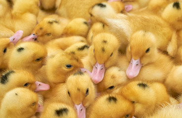 many small yellow ducklings in a cage