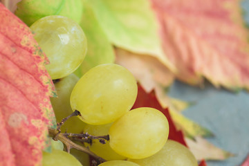 Fresh and sweet grapes close up