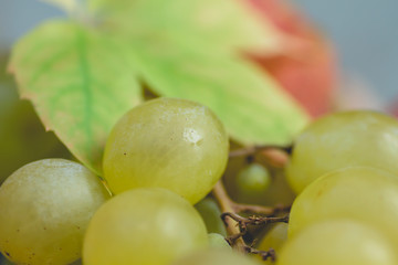 Fresh green grapes close up