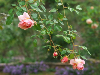 ガーデンに咲く秋薔薇