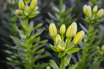 Obraz premium New lily buds on a green background