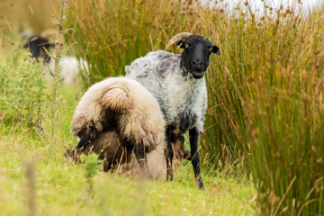 A black headed sheep looking at me