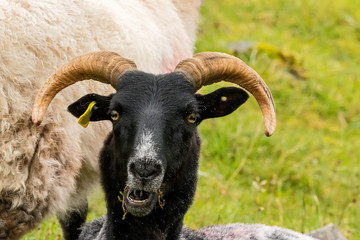 A black headed sheep looking at me