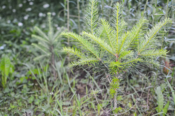 Spruce needles are growing every day
