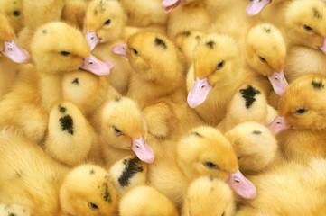 many small yellow ducklings in a cage