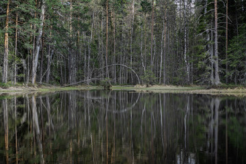 Scrubby trees at a small forest lake in Sweden