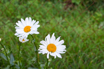 Bright white daisies on a green background