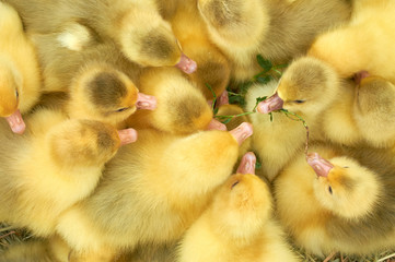 many small yellow ducklings in a cage
