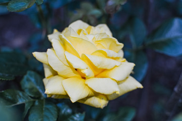 Bright yellow rose on a green background