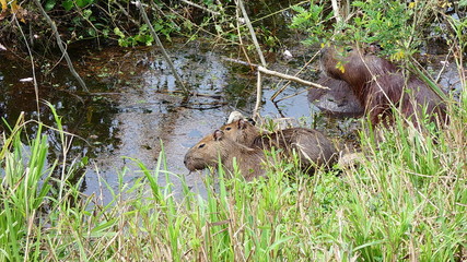 Capybara in the water of a swamp in bolivian Pantanal