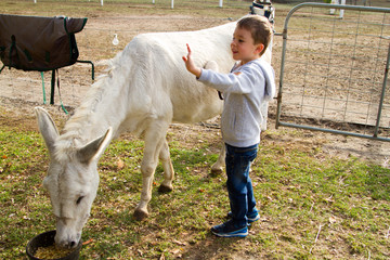 little boy outdoors, brushing white donkey
