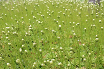 background texture of green plants with white flowers