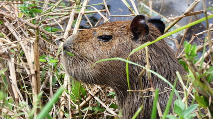 Capybara in the water of a swamp in bolivian Pantanal