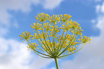 yellow fennel blossom in front of blue and white sky