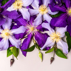 Beautiful purple clematis flowers and buds. Summer concept