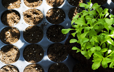 Young fresh seedlings in plastic pots, organic growing vegetables