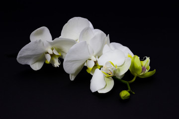 Naklejka na ściany i meble white orchid phalaenopsis on a dark background, place for your text