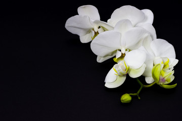 Fototapeta na wymiar white orchid phalaenopsis on a dark background, place for your text