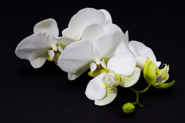 Naklejka na ściany i meble white orchid phalaenopsis on a dark background, place for your text