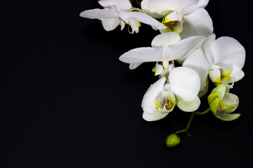 white orchid phalaenopsis on a dark background, place for your text