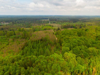 Las liściasty stary gęsty korony drzew drzewo olchy dęby w lesie wiosna zielono © Dariusz