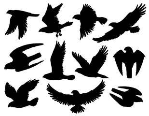 Obraz premium Eagle bird black silhouettes of falcon and hawk