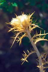 autumn yellow orange prickly dried flowers spines in nature