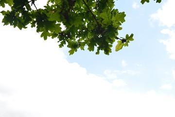 green leaves on a branch and blue sky and white cloud