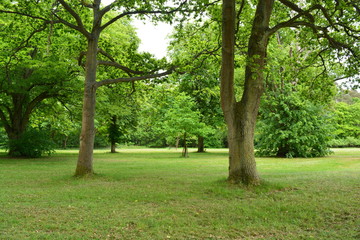 big trees with green leaves in the park during summer time