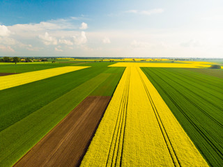 Fototapeta Pole pola rzepak rzepaku kwitnie wieś farma przemysł rolnictwo wiosna maj obraz