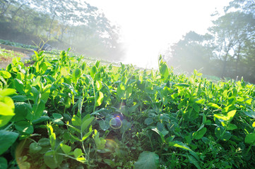 Green pea plants growing at sunrise field