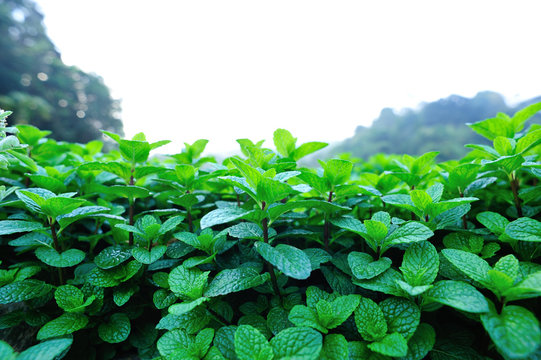 Dense mint plant growing at vegetable garden