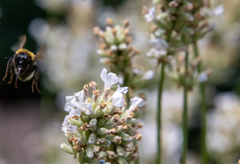 Fliegende Hummel an weißem Lavendel