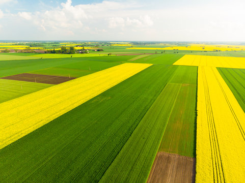 Pole pola rzepak rzepaku kwitnie wieś farma przemysł rolnictwo wiosna maj
