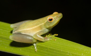 Green frog on a leaf